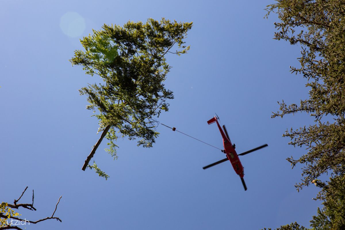 Fotoreportage Schweiz-UTZ_2983 Super Puma Helikopter hebt Baumstämme aus dem Wald bei Rhäzüns – spektakuläre Fotoreportage Schweiz.