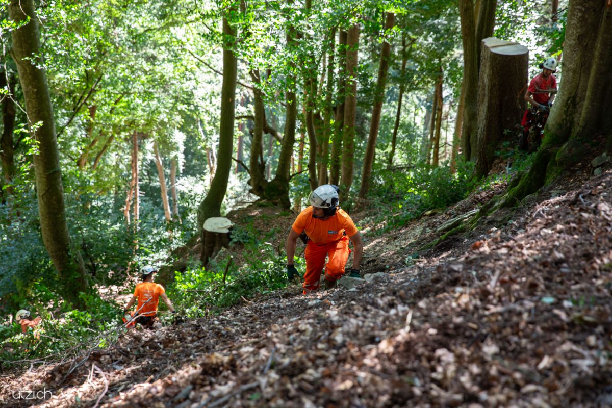 Fotoreportage Schweiz-UTZ_3122 Holzfäller im steilen Gelände oberhalb von Rhäzüns – Reportagefotografie beim Baumfällen in den Alpen