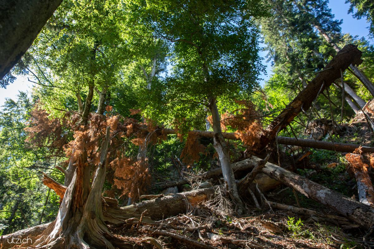 Fotoreportage Schweiz-UTZ_3148 Sturmgeschädigte Bäume werden gesägt – Fotoreportage über Helikopter-Holzfällen in Graubünden.